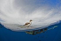 Vista lateral de aves marinas en madera de deriva, bahía de Magadalena, Baja California, México - foto de stock