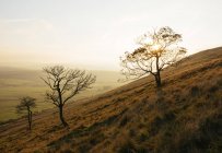 Alberi nudi sulla collina asciutta in luce del tramonto — Foto stock