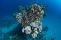 Fischschwärme von Korallen, rotem Meer, Marsa Alam, Ägypten — Stockfoto