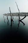 Гілки дерев у воді — стокове фото