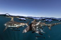 Ozeanische Schwarzspitzenhaie, die in der Nähe der Meeresoberfläche schwimmen, aliwal-Schwarm, Südafrika — Stockfoto