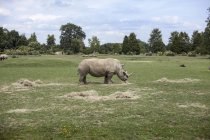 Носорог пасущийся в поле, парк дикой природы Котсуолд, Берфорд, Оксфордшир, Великобритания — стоковое фото