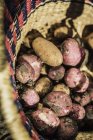Vista superior de batatas recém-colhidas na cesta — Fotografia de Stock