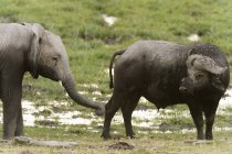 Cape buffalo and young African elephant, Amboseli National Park, Kenya, Africa — Stock Photo