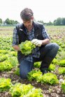 Organic farmer monitoring lettuce — Stock Photo