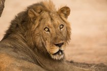 Retrato de León macho o Panthera Leo mirando a la cámara, Parque Nacional Mana Pools, Zimbabue - foto de stock