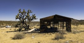 Joshua tree by dilapidated shack, Parco nazionale del Joshua Tree, California, USA — Foto stock
