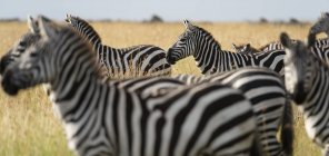 Zebras-das-planícies ou Equus quagga em estado selvagem, Masai Mara, Quénia, África — Fotografia de Stock