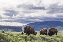 Amerikanische Bisons im Lamar Valley, Yellowstone Nationalpark, Wyoming, USA — Stockfoto