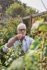 Senior man berry-picking raspberries in green garden — Stock Photo