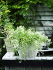 Gartenpflanze mit weißen Blüten im weißen Pflanzentopf — Stockfoto