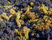 Uvas vendimiadas, Langhe Nebbiolo, Piamonte, Italia - foto de stock