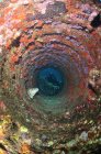 Scuba diving looking through tube in wreckage at resting snapper fish, Chinchorro Atoll, Quintana Roo, Mexico — Stock Photo