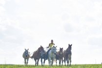 Середня доросла жінка катається на конях і веде шість коней на полі — стокове фото