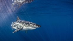Unterwasserblick des Weißen Hais, Insel Guadalupe, Mexiko — Stockfoto