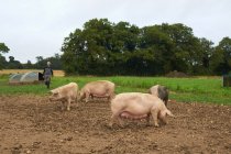 Pigs rooting in dirt field — Stock Photo
