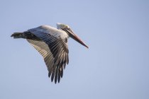 Pelican flying in clear blue sky — Stock Photo