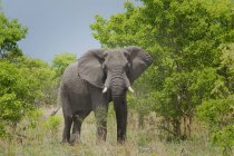 Majestätischer afrikanischer elefant oder loxodonta africana in wild, botswana, afrika — Stockfoto