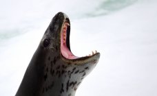 Cabeza de sello de leopardo con la boca abierta, disparo de cerca - foto de stock