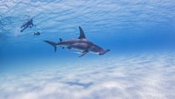 Grandi squali martello con subacqueo sullo sfondo — Foto stock