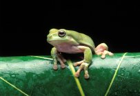 Маленька деревна жаба на листі, крупним планом — стокове фото