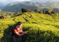 Junge Frau betrachtet Teepflanzen in Teeplantagen in der Nähe von Munnar, Kerala, Indien — Stockfoto