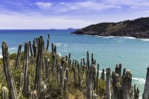 View of cacti and coast at Boca da Barra, Buzios, Rio de Janeiro, Brazil — Stock Photo