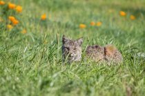 Bobcat resting on green grass in bright sunlight — Stock Photo