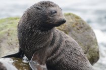 Guadalupe cucciolo di foca da pelliccia su rocce guardando altrove, Guadalupe Island, Baja California, Messico — Foto stock