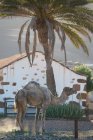 Camel de pé ao amanhecer, La Oliva, Fuerteventura, Espanha — Fotografia de Stock