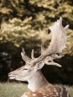 Portrait of deer, side view, Aarhus, Denmark — Stock Photo