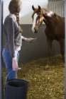 Female stablehand feeding horse in stables — Stock Photo