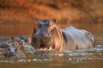 Предупредите гиппопотама или амфибию бегемота в Национальном парке Мана-Пулс, Зимбабве — стоковое фото
