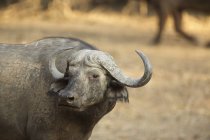 Afrikanischer Büffel an Manapools, Zimbabwe, Afrika — Stockfoto