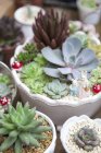 Succulent plants in pots with decorations, close up shot — Stock Photo