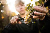 Gros plan de la femme coupant les raisins de la vigne dans le vignoble — Photo de stock