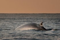 Fin whale emerging from water at sunset — Stock Photo