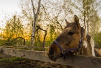 Skewbald horse in forest looking out from fence, Russia — Stock Photo