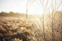 Scena invernale rurale illuminata dal sole di giorno — Foto stock
