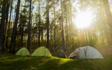 Четыре палатки, установленные в зеленом лесу, освещенном солнцем — стоковое фото