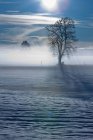 Paesaggio nebbioso innevato con albero alla luce del sole — Foto stock