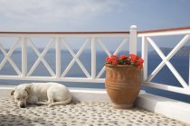 Chien dormant à côté du lit de fleurs sur balcon avec vue sur la mer — Photo de stock