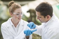 Male and female scientists looking at leaf sample in petri dish — Stock Photo