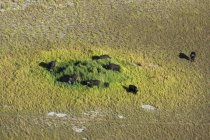 Vista aérea de búfalos africanos pastando no delta do okavango, botswana — Fotografia de Stock