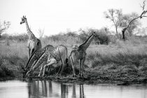 Foto en blanco y negro de jirafas bebiendo agua en el río, delta del Okavango, Botswana - foto de stock