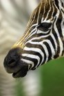 Nahaufnahme Portrait von Burchells Zebra, Lake Nakuru Nationalpark, Kenia, Afrika — Stockfoto