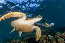 Молодая женщина плавает с редкой зеленой морской черепахой (Chelonia Mydas), Моальбоал, Себу, Филиппины — стоковое фото