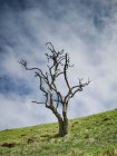 Albero solitario senza foglie — Foto stock