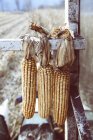 Close up of harvested corn cobs tied onto machine in field — Stock Photo