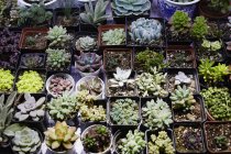 Succulent plants on market stall at Shanghai Bird and Flower Market, China — Stock Photo